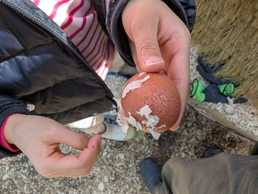 🥚🐔 Our Very First Egg – And It Wasn’t Where We Expected! 🎉 - Eggs on Legs