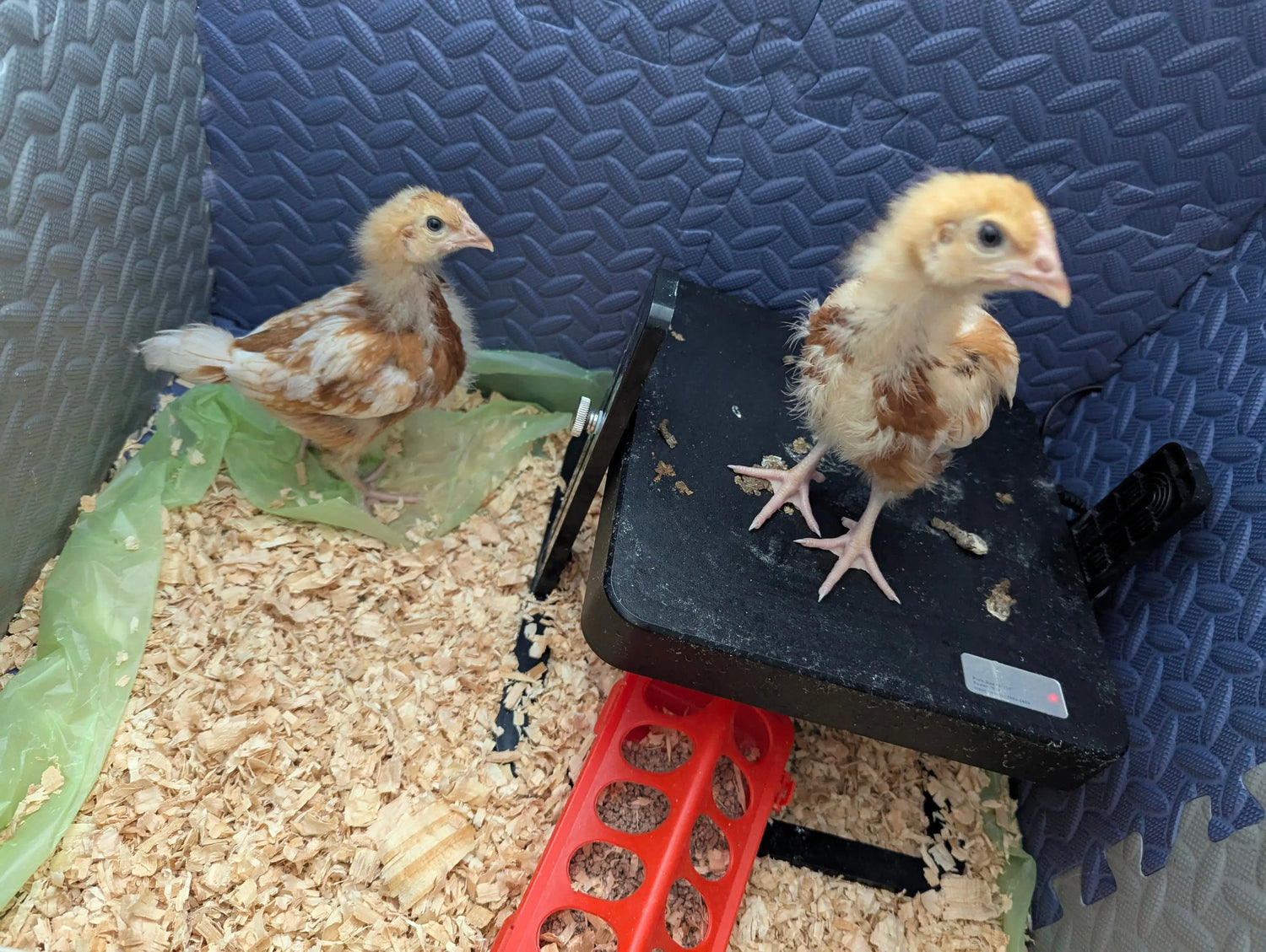 Heating Eggs on Legs