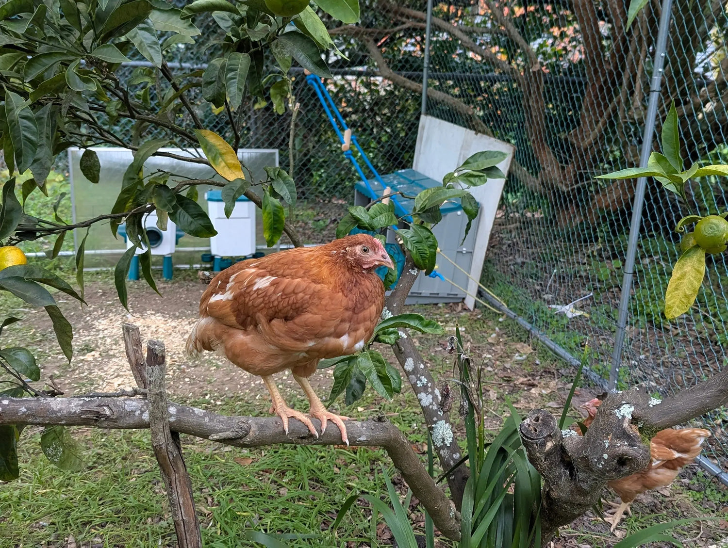 A chicken in an enclosure standing on a tree branch