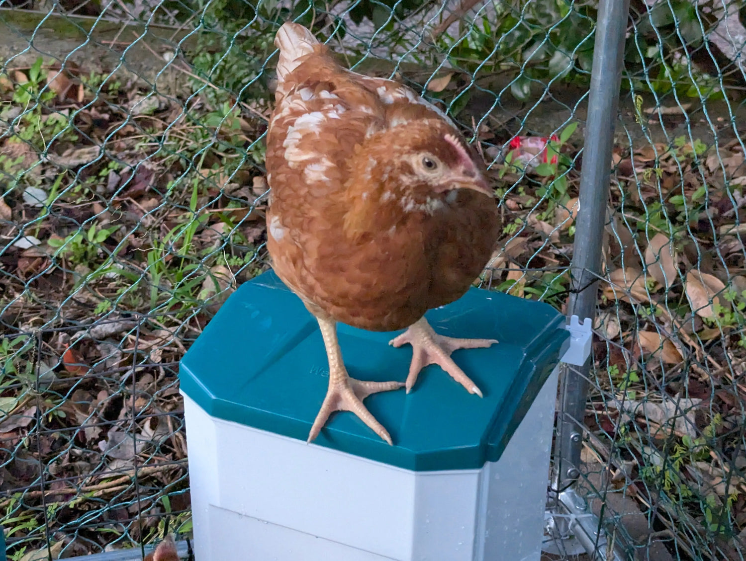 Feeding Eggs on Legs