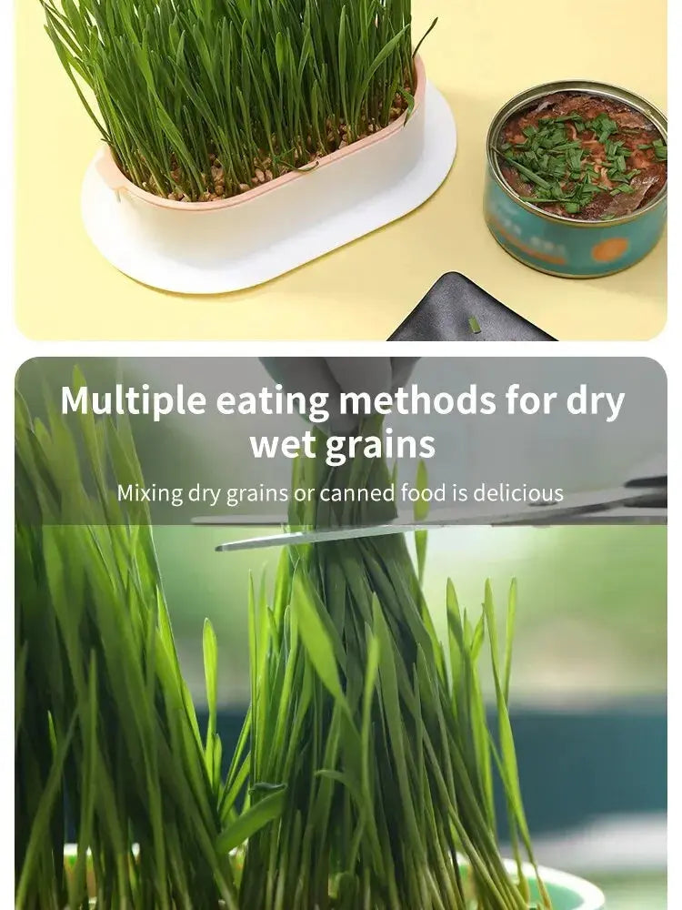 Eggs on Legs - Chicken Micro-Greens Growing Hydroponics Kit Eggs on Legs