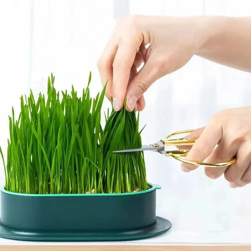 Eggs on Legs - Chicken Micro-Greens Growing Hydroponics Kit Eggs on Legs