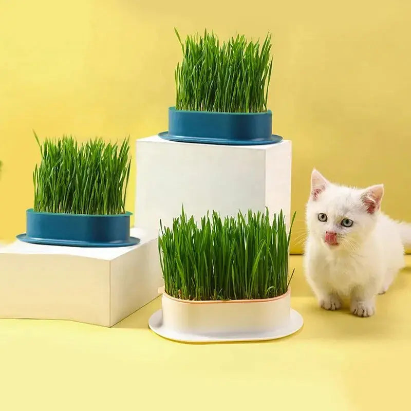 Eggs on Legs - Chicken Micro-Greens Growing Hydroponics Kit Eggs on Legs